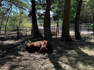 Alligator Park photo 3