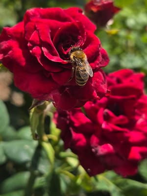 Azure Meadows Park photo 3