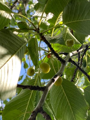 Canal Corner Pocket Park photo 2