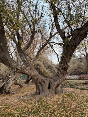 Dry Creek Park photo 3