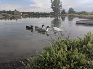 East River Front Park Fishing Ponds photo 3
