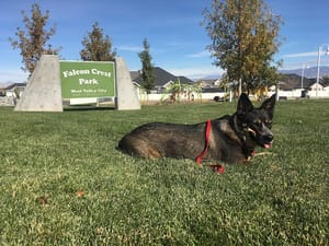 Falcon Crest Park photo 3