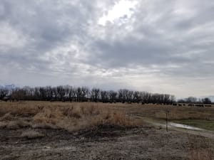 Forest-Mellor Park photo 3