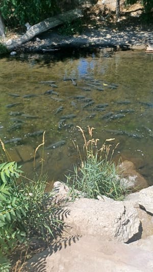 Fort Utah Greenway photo 2