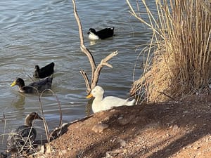 Grandpa's Pond Park photo 3