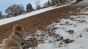 Greenbriar Park photo 3