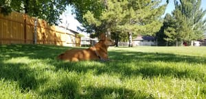 Harvest Estates Park photo 3