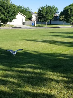 Hunter Village Park photo 3