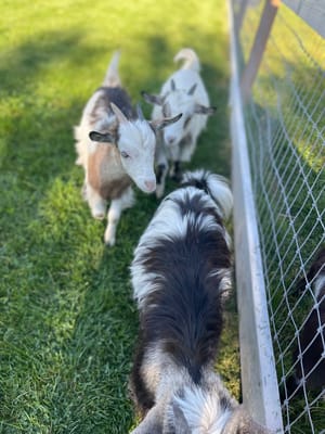 Jordan River Parkway Crossing photo 3