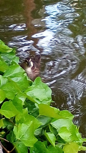 Kennekuk Park photo 3