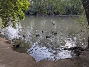 Layton Commons Park Duck Pond