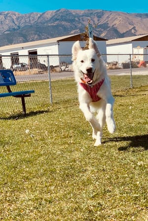 Lincoln Park Community Canine Area photo 2