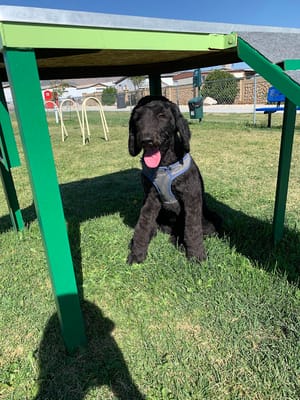 Lincoln Park Community Canine Area photo 3