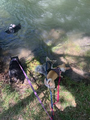 Murray Park Gazebo photo 3