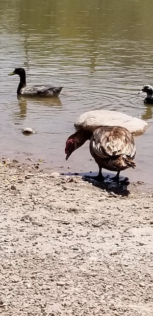Parowan Pond photo 2