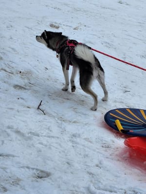 Pioneer Park photo 3