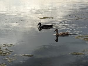 Pleasant Grove Manila Creek Pond photo 3