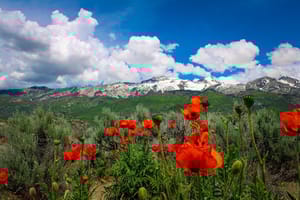 Poppies photo 1