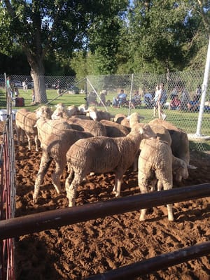 Posse Grounds Park photo 1