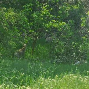 Prevedel Park photo 3