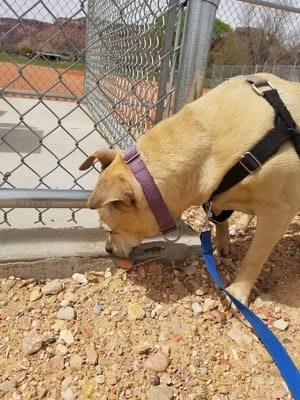 Ranchos Park photo 3