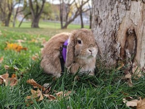 Reservoir Park photo 2