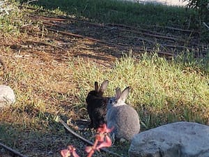 Scottsdale Park photo 3