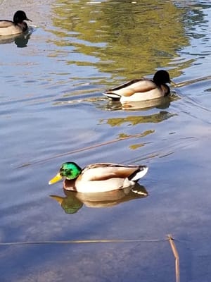 Shadow Mountain Park photo 3