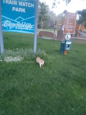 Train Watch Park photo 2