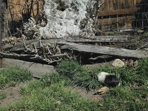 Victory Park photo 3