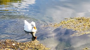 Wellsville Dam Park photo 2