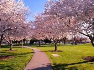 Windsor Park photo 3